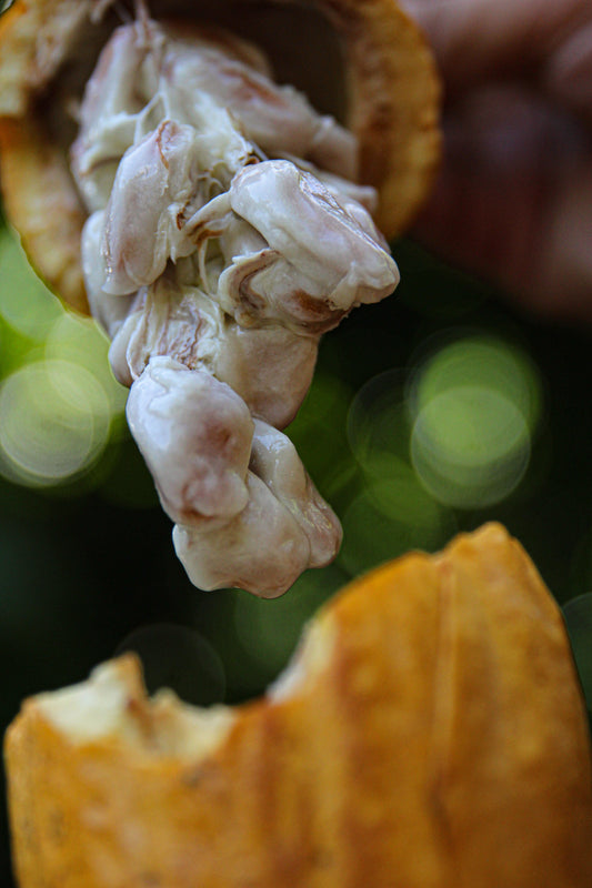 Matina Cacao: Where Genetics, Jungle Wisdom, and Fermentation Traditions Meet - Myzo Chocolate Inc.