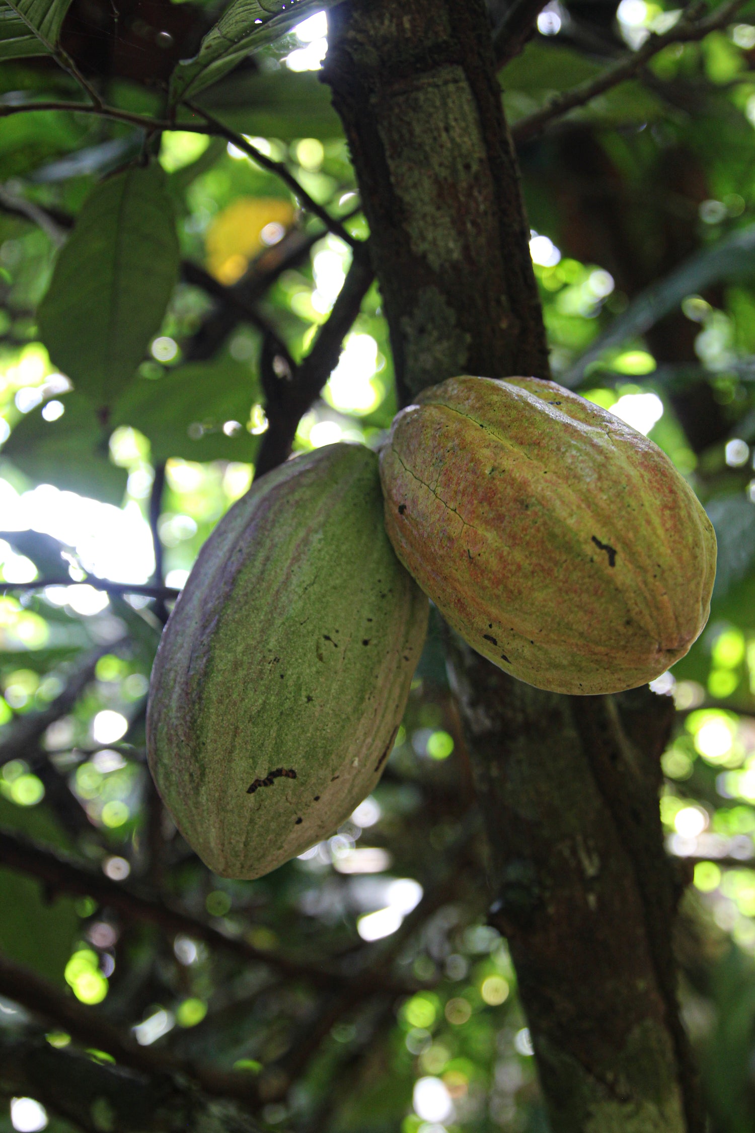 Two cocoa pods growing on a cocoa tree
